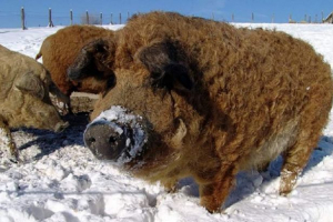 Mangal - dzika lub puszysta świnia? Mangal - dzika lub puszysta świnia?